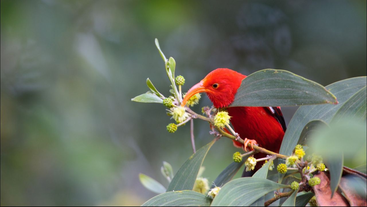 An ‘i‘iwi. (Photo courtesy of Center for Biological Diversity/Ludovic Hirliman)