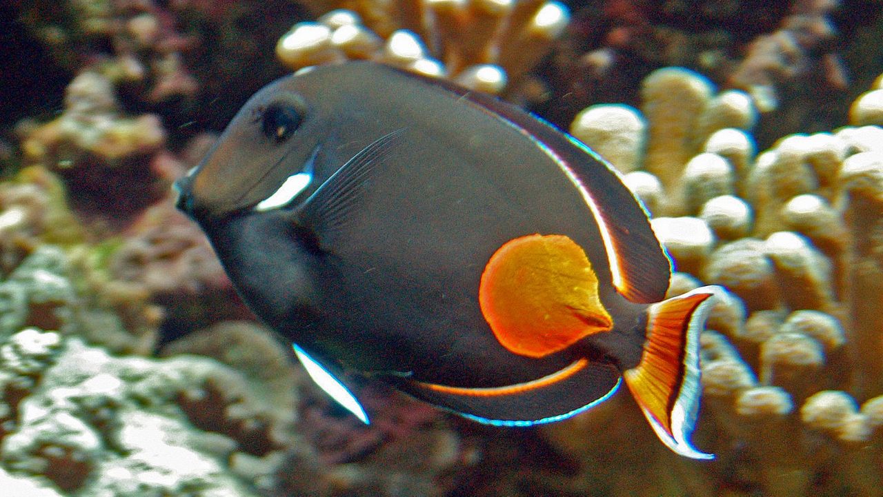 Pictured here is an Achilles Tang. (Photo by Hectonichus via Wikimedia Commons)