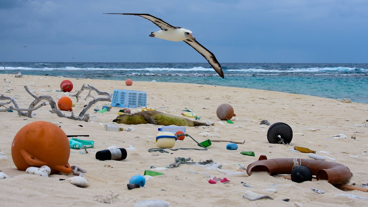 Ocean Plastic Adds to Sea Turtle, Marine Mammal Deaths