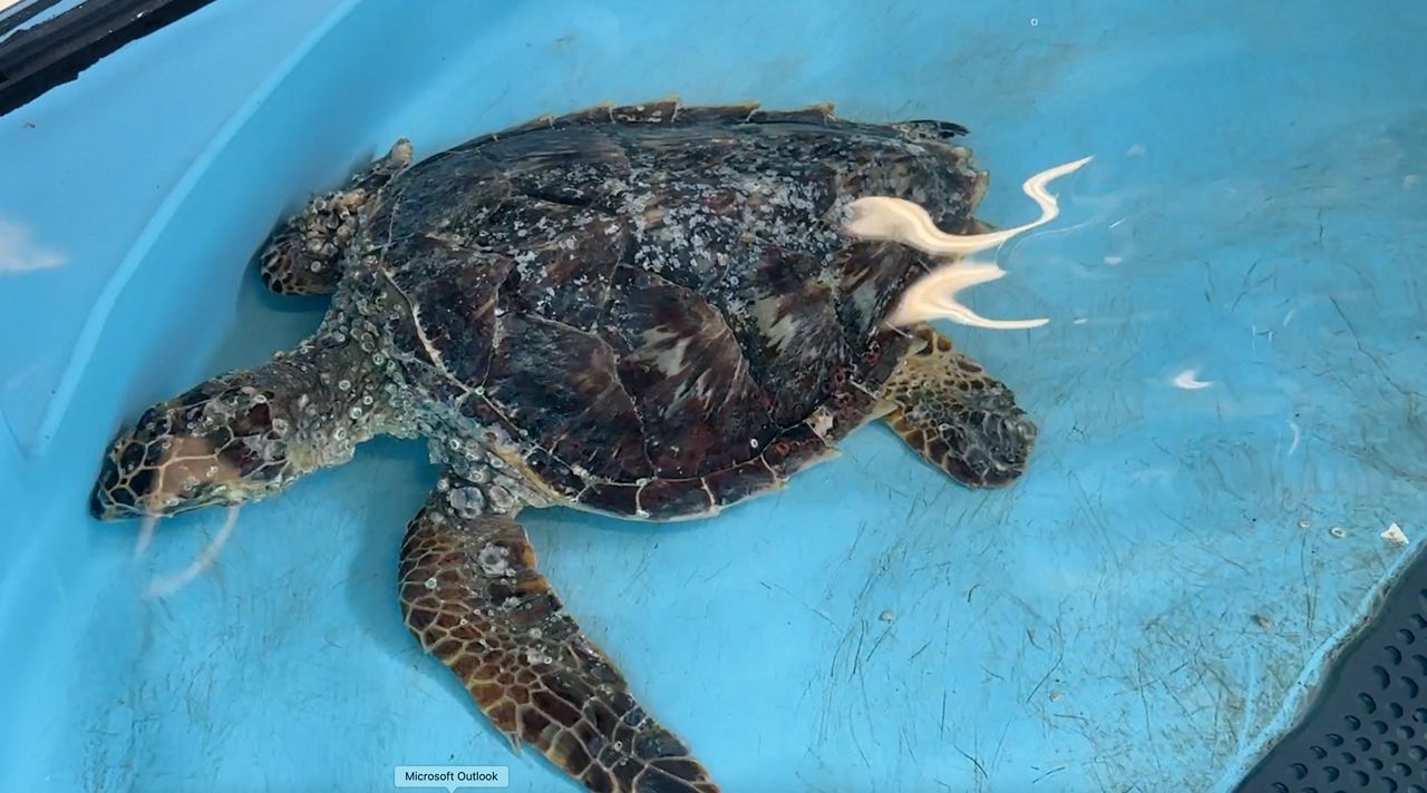 Hawksbill sea turtle (Spectrum News 1/Lauren Howard)