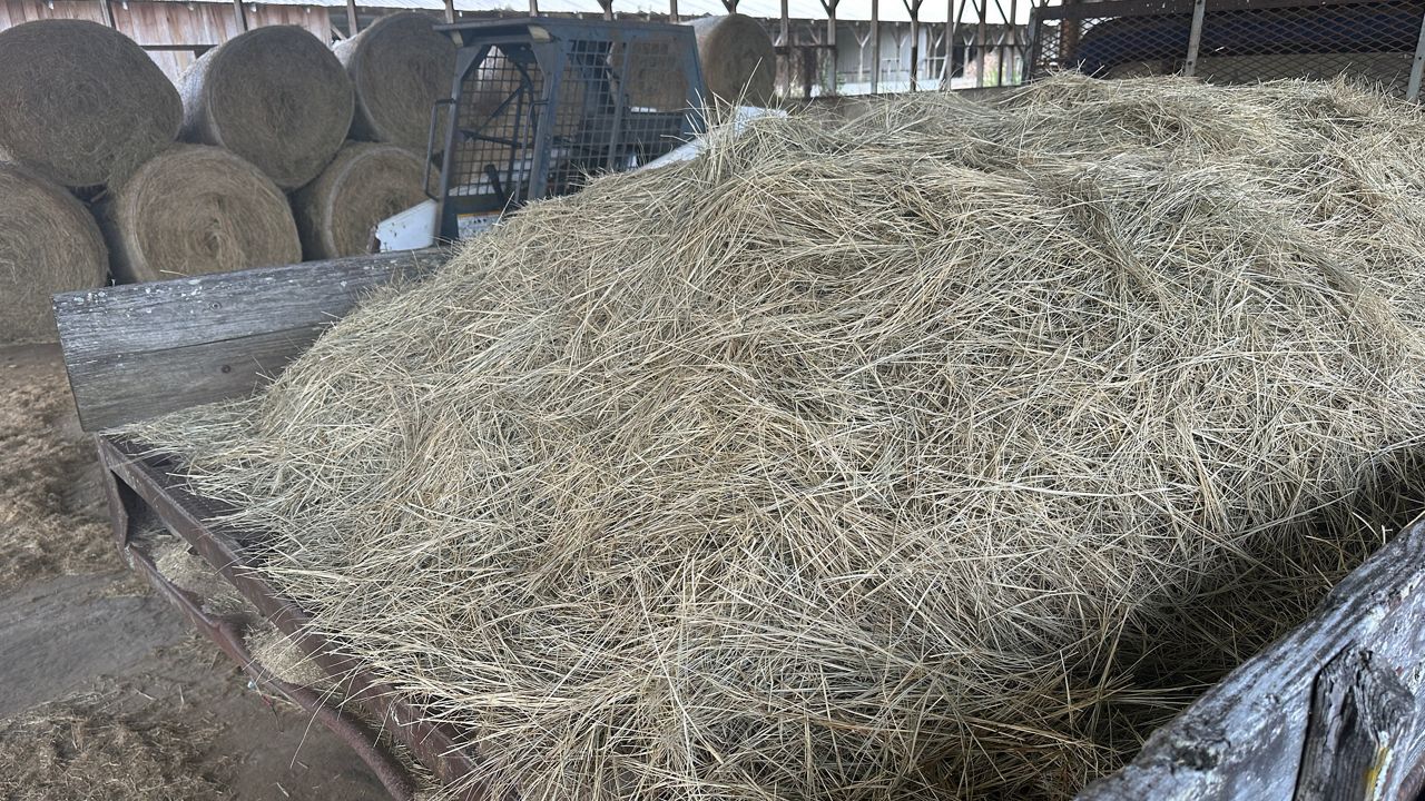 Drought limits hay production, places livestock farmers in bind