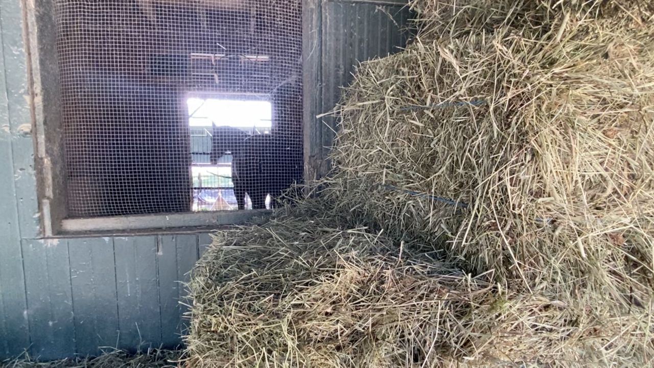 Racetrack business keeps Saratoga hay farmer going strong