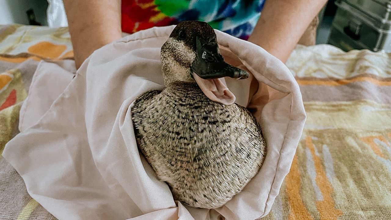 A ruddy duck was released after being successfully treated for being covered in oil following the Huntington Beach spill. (Courtesy OWCN/UC Davis)