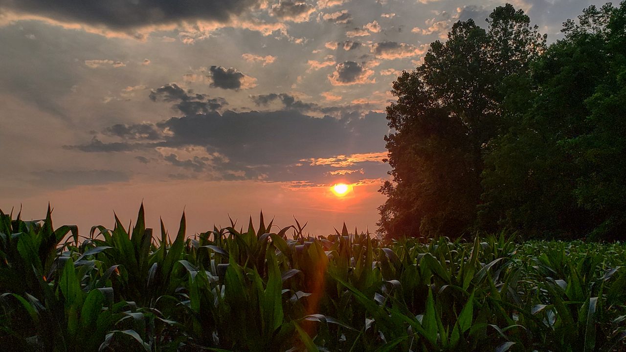 This year's meteorological summer was a rainy and warm one