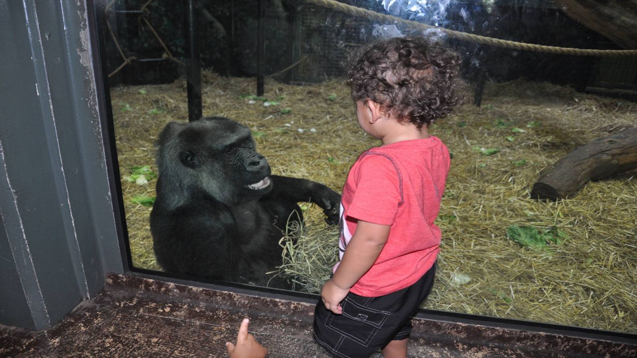 Helen, a western lowland gorilla at the Louisville Zoo, was 64 years old when she died. She long delighted families with her fascination with human babies. (Louisville Zoo)