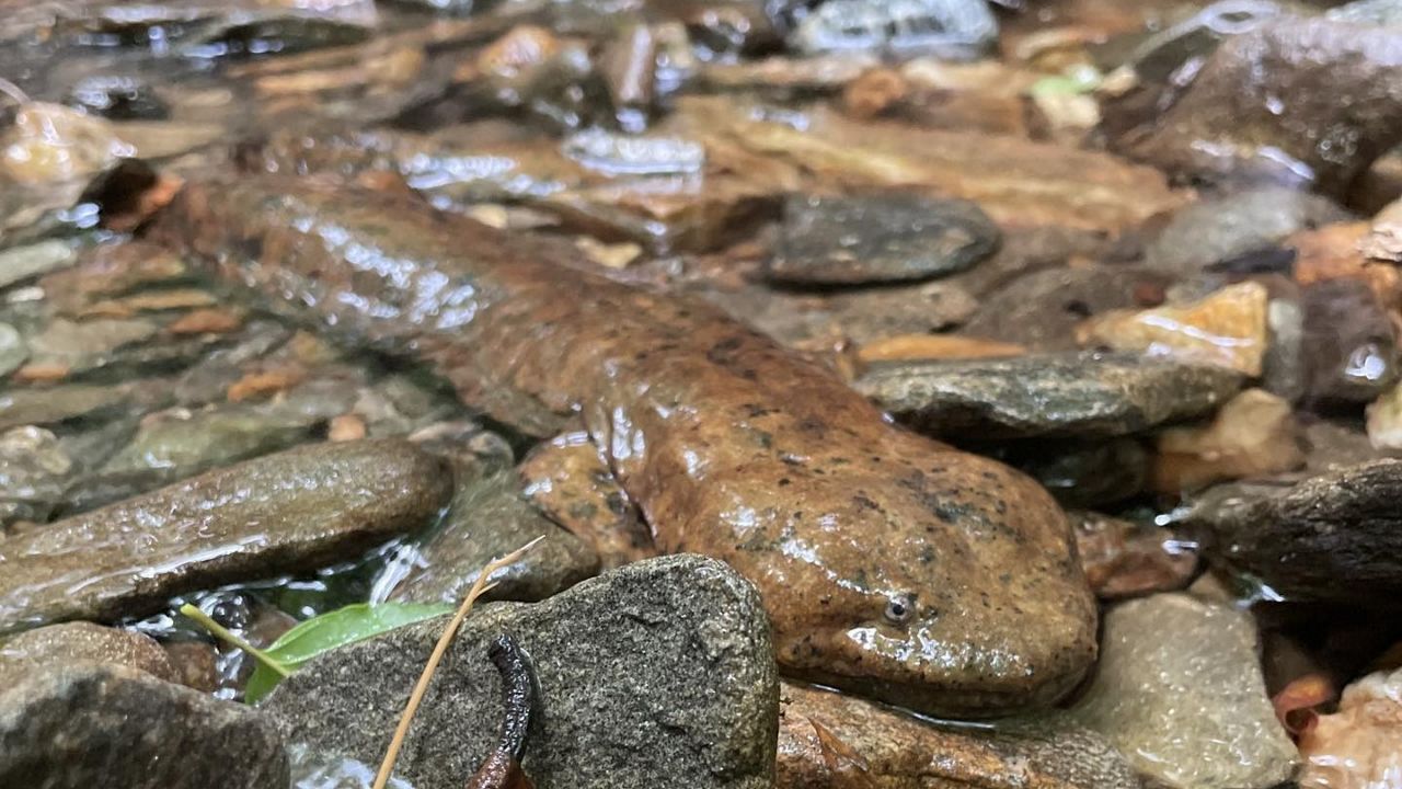 'Beyond foot-dragging': Lawsuit says feds should protect North Carolina's hellbenders