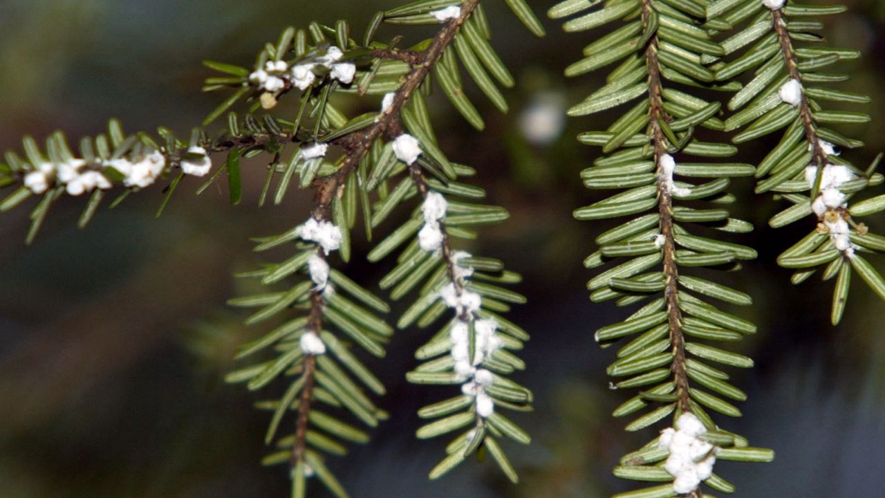 hemlock-tree-insects