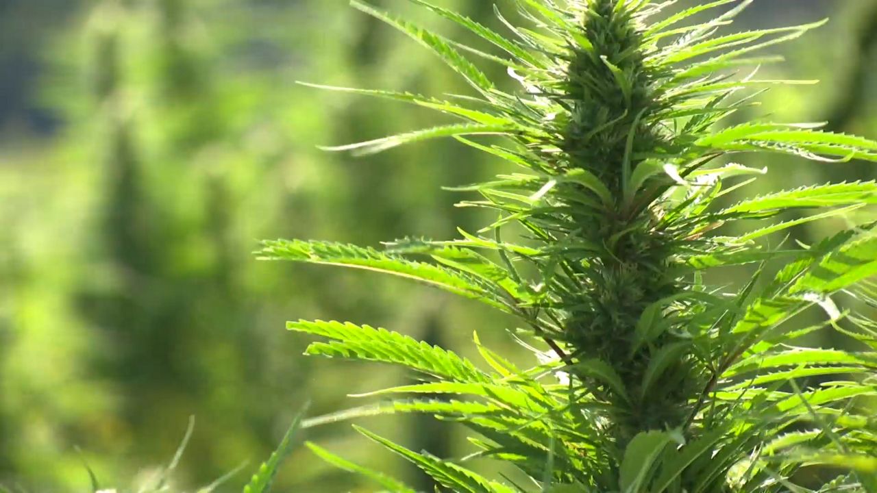 Hemp Processing Company Brings New Jobs to Kentucky