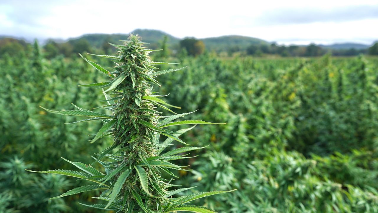 Federal funding bill suddenly upends Wisconsin farmers, hemp industry