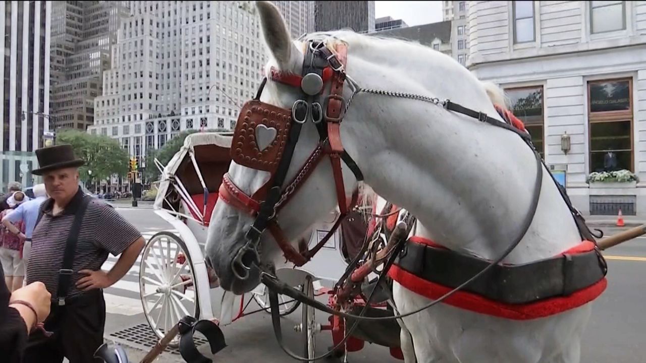 Carriage horse