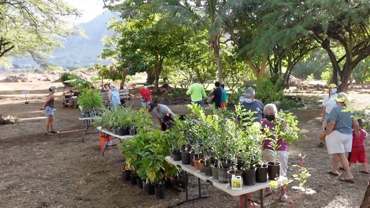 Outside Hawaii: Trees and Arbor Day