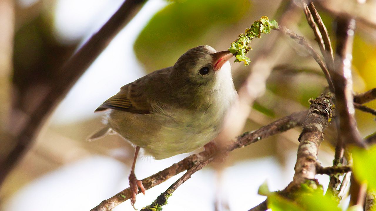 Four of Hawaii's endemic bird species face extinction, including Kauai's akikiki, but hope lies in suppressing mosquito populations. (DLNR)