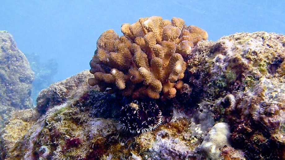 The Waialea Bay Marine Life Conservation District parking lot will be closed in the mornings of May 17, 18 and 19, and Kahaluu Bay will close May 16-21 to provide quiet time for spawning coral. (Hawaii DLNR)