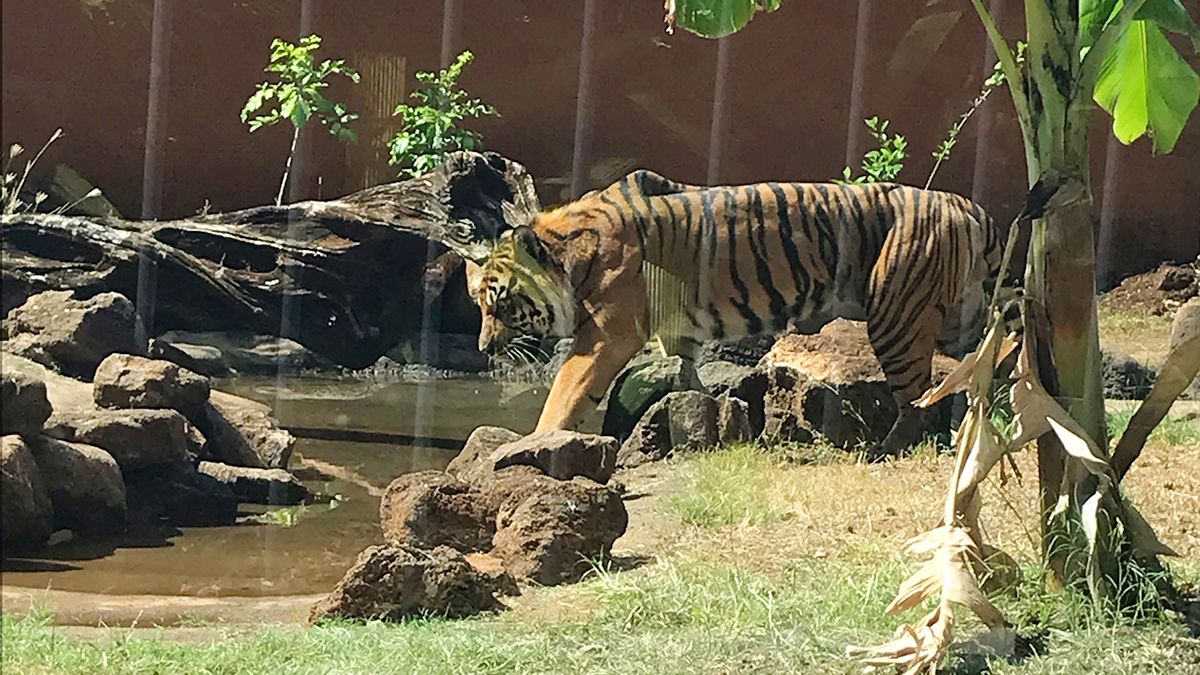 Seattle getting comfortable in his new surroundings after a long journey from Louisiana's Baton Rouge Zoo. (City and County of Honolulu)