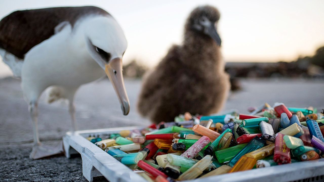 The effects of climate change presses upon global citizens the need to take action. A good start is April 22 as individuals and organizations prep for statewide events to celebrate Earth Day 2022. You’re invited to join the movement. Pictured: Trash left behind by humans impact ecosystems and marine wildlife such as this Laysan albatross and chick inspecting a pile of disposable cigarette lighters picked up during a NOAA Marine Debris cleanup in the Papahanaumokuakea Marine National Monument. (Wikimedia Commons/David Slater, NOAA)