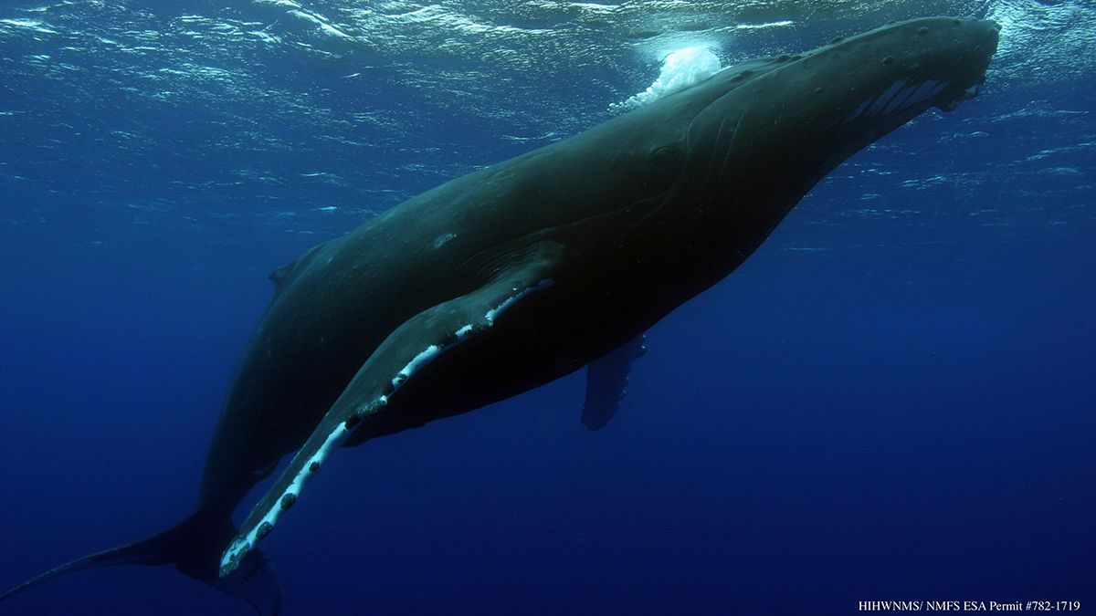 A team of researchers, including three from the University of Hawaii at Manoa, found sea surface temperatures for humpback whale breeding grounds will continue to rise at "unprecedented rates" if unabated carbon emissions continue. This may impact the annual return of humpback whales. (Photo credit: HIHWNMS/NMFS ESA Permit #782-1719)