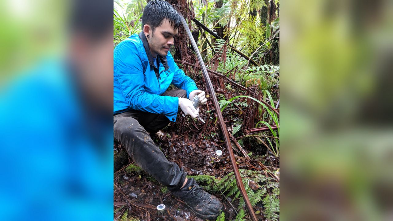 Lead researcher in the study, Tyler Gerken, is a Keaau native and descendant of kahuna laau lapaau or masters of traditional Native Hawaiian healing. (Photo courtesy of University of Hawaii at Hilo)