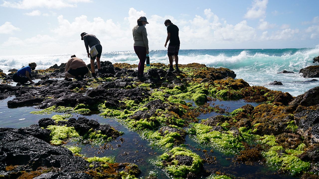 A rare sight of Limu Palahalaha in the foreground. Native limu have greatly decreased in the last decade due to development, improper harvesting, climate change and invasive limu species. (Kuaaina Ulu Auamo/Kim Moa)