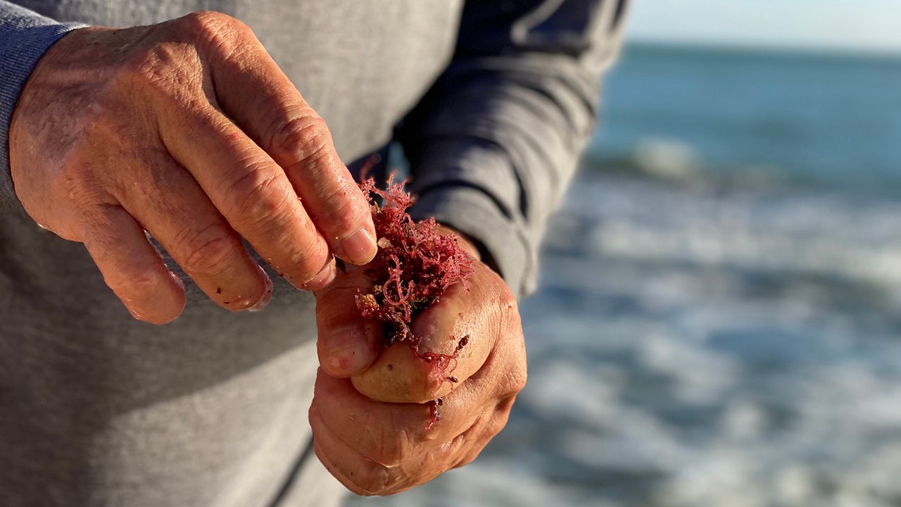 The vibrant red of the Limu Lepe O Hina. This "Year of the Limu" recognizes the integral role of limu in Native Hawaiian traditions. (Kuaaina Ulu Auamo/Kim Moa)