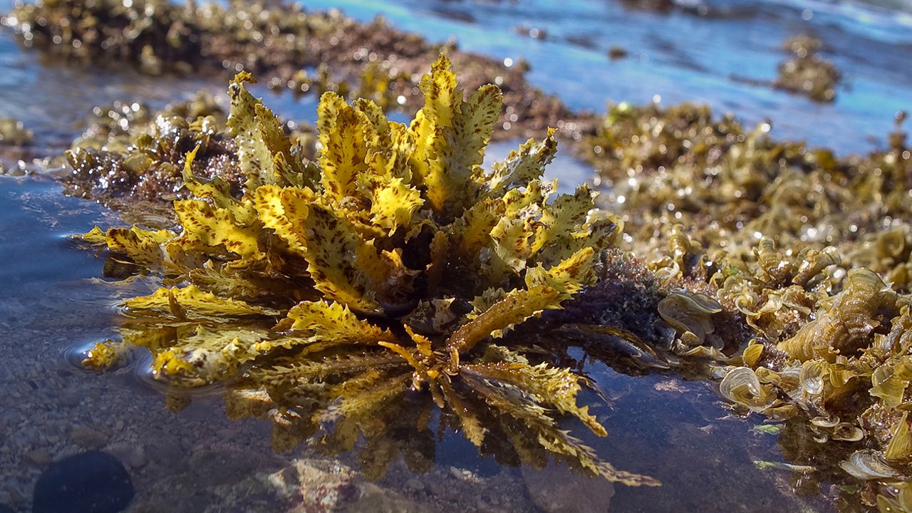 Limu Liopa. (Kuaaina Ulu Auamo/Kim Moa)