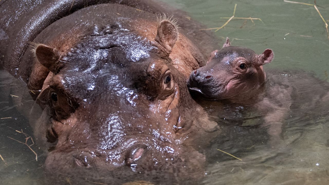 A photo of a newborn hippo calf and its mother, Bibi, swimming at the Cincinnati Zoo and Botanical Garden. (Photo courtesy of Cincinnati Zoo and Botanical Garden)