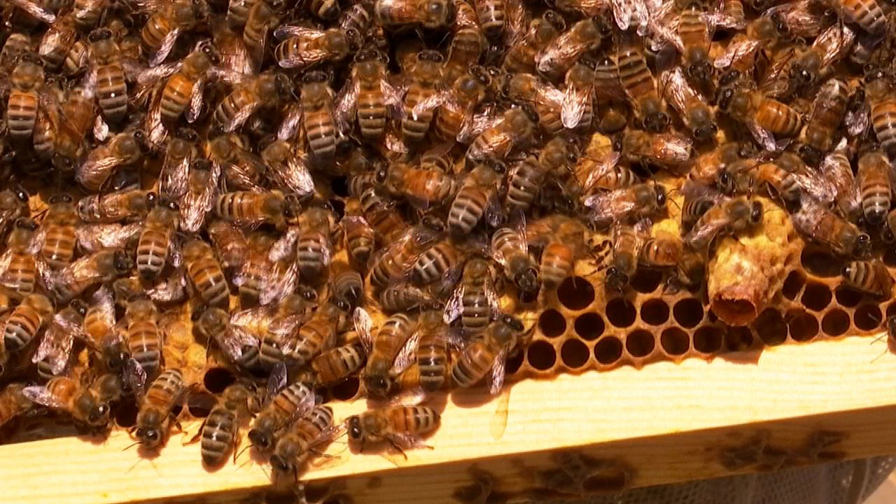 Bees