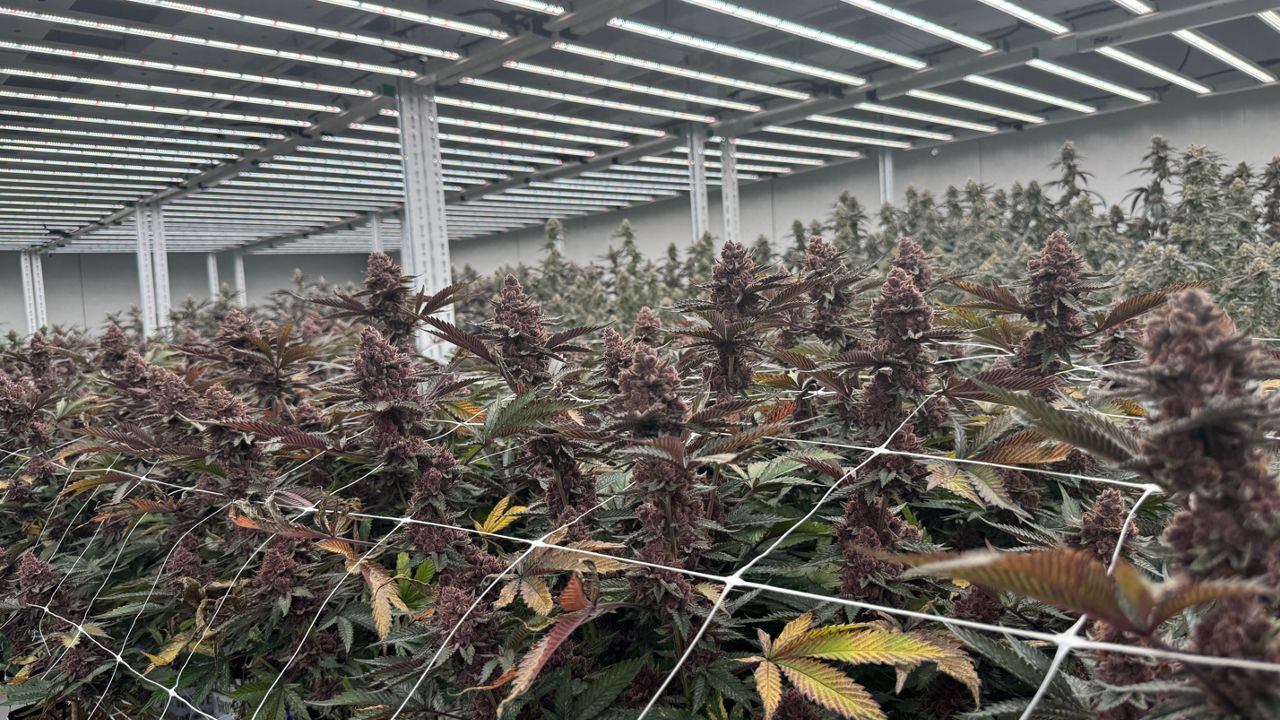Lexington’s first medical cannabis cultivator prepares first harvest