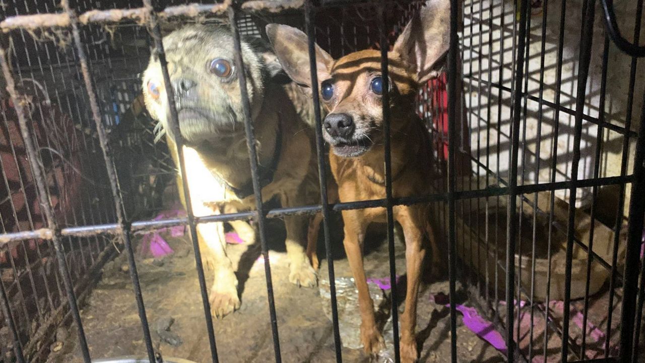 Citrus County Sheriff's Office investigators say they found dozens of animals, and a child, living in squalor at a home off West Green Acres Street. (Citrus County Sheriff's Office)