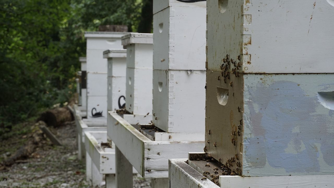 Brood boxes at Cave Hill Cemetery hold thousands of bees which produce honey a few times per year (Spectrum News 1/Mason Brighton)