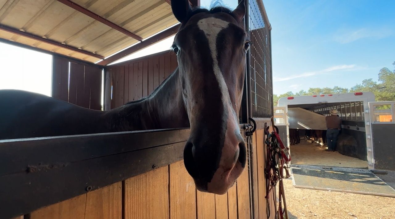 Horse exports from Texas to Mexico resume