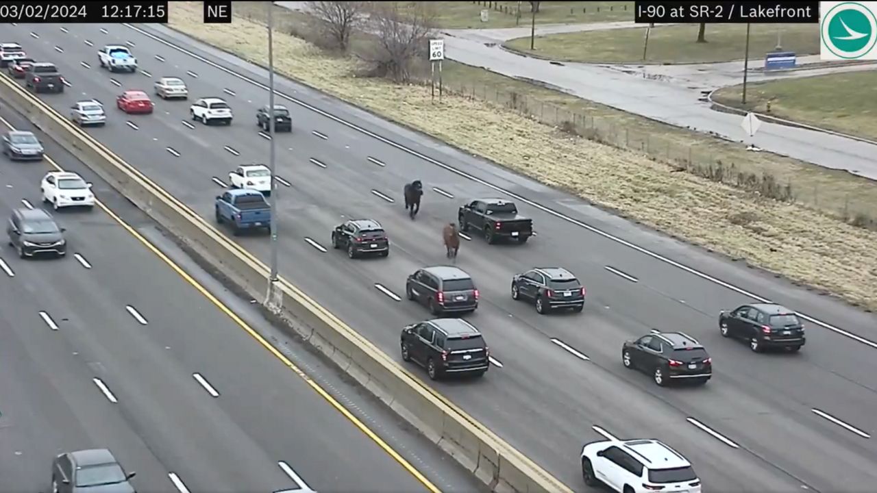 Horses weave between cars near downtown Cleveland on I-90 east of Dead Man's Curve near Burke Lakefront Airport.