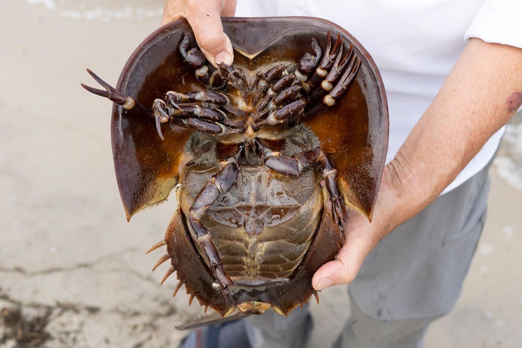 Glenn Gauvry speaks while he displays the underside of a horseshoe crab at Pickering Beach in Dover, Del., Sunday, June 11. The biomedical industry is adopting new standards to protect the sea animal that is a linchpin of the production of vital medicines. (AP Photo/Matt Rourke)