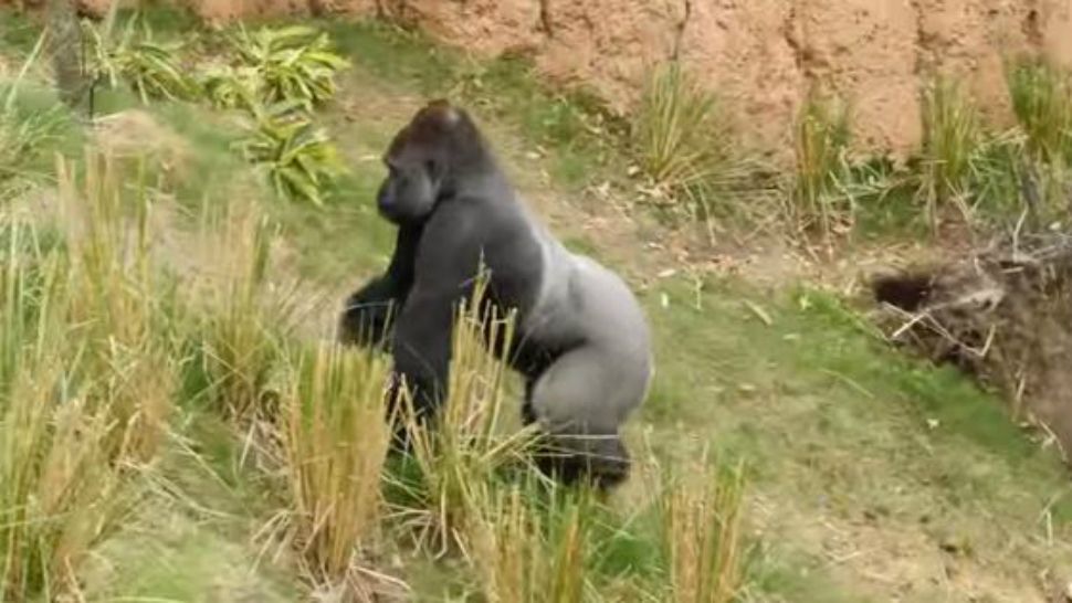 Houston Zoo gorilla finds grass greener with hogs