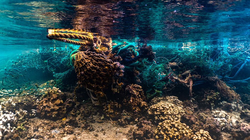 Derelict fishing gear conglomerate harming coral in Kaneohe Bay. (Photo courtesy Rachel Sandquist)