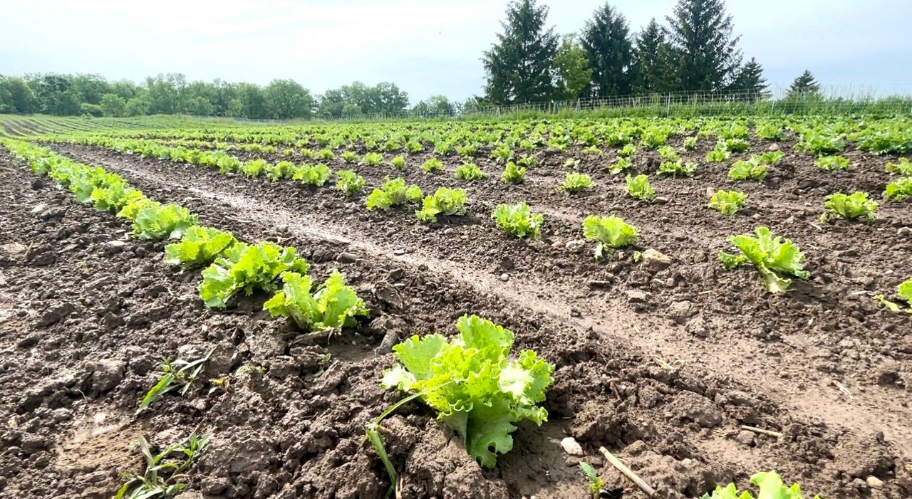 htf farm 4 wendy strong wi 0623