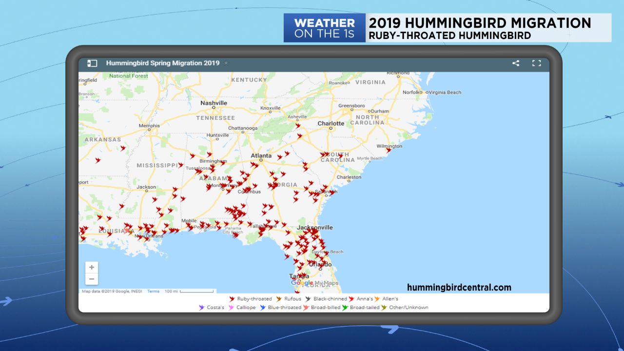 hummingbirdcentral.com