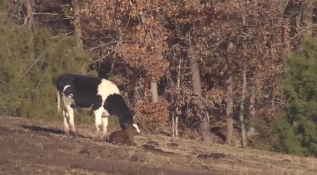 mother cow and calf in field