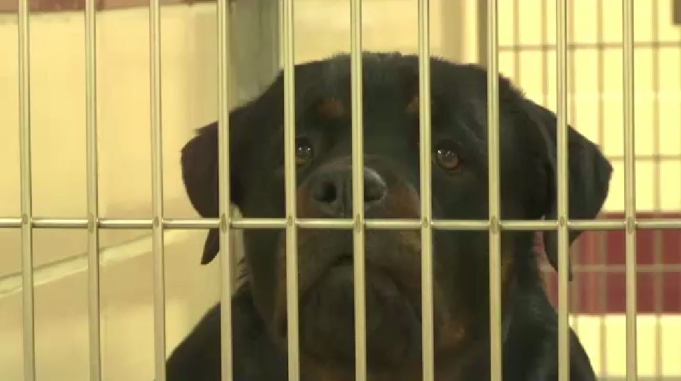 Kentucky Animal Shelters Need Donations