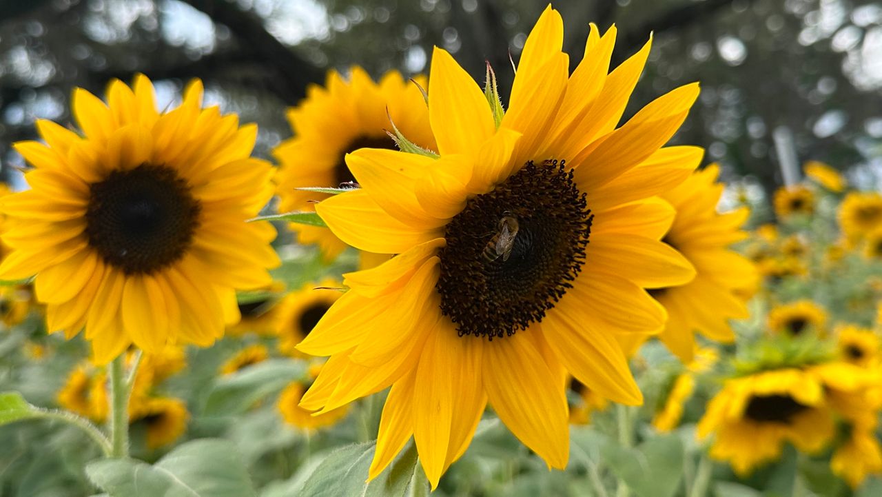 Sweetfields Farm in Masaryktown offers Spring fun in a 5.5 acres sunflower maze, interactions with farm animals and 
