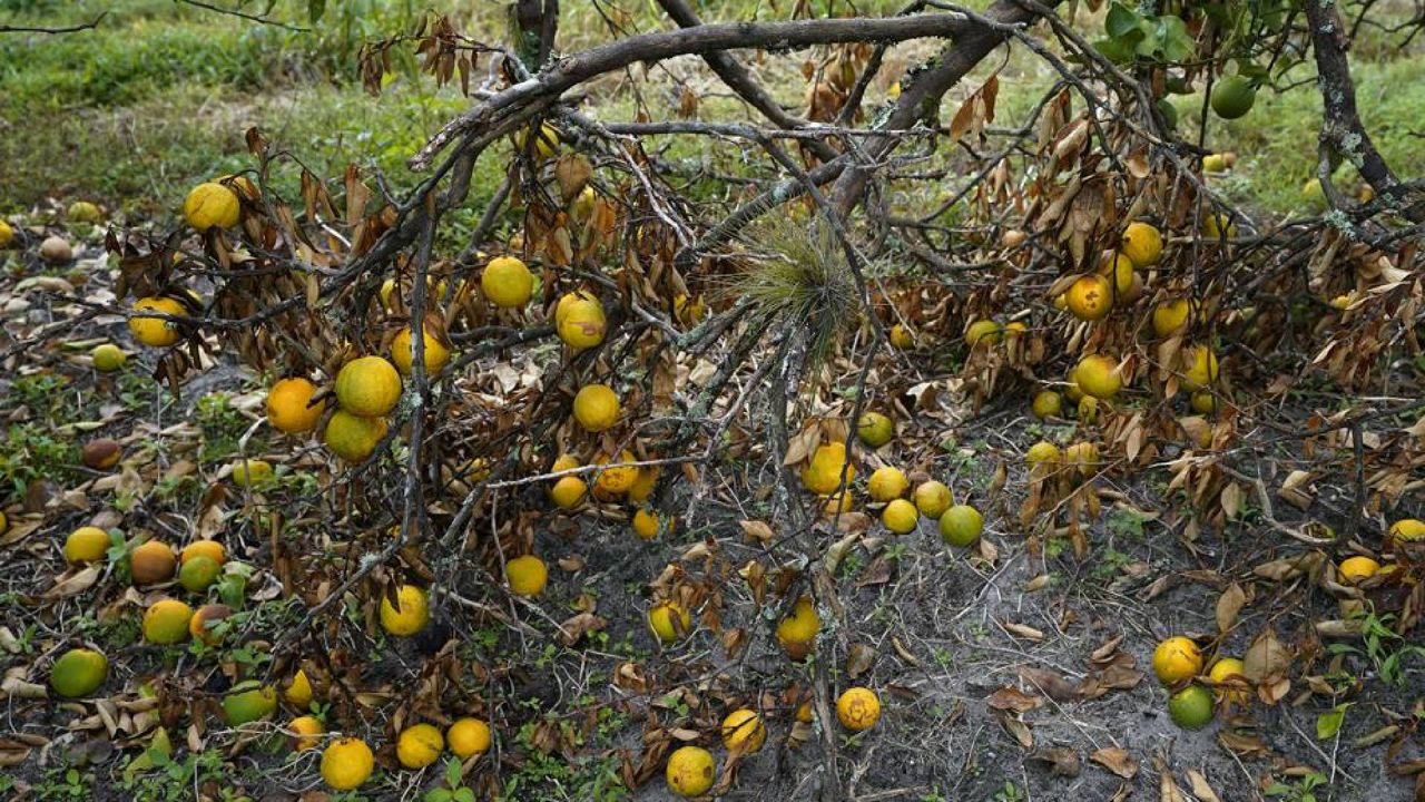 Orange trees branches and the fruit rots on the ground Wednesday, Oct. 12, 2022, at Roy Petteway's Citrus and Cattle Farm in Zolfo Springs, Fla., after they were knocked down from the effects of Hurricane Ian. (AP Photo/Chris O'Meara)
