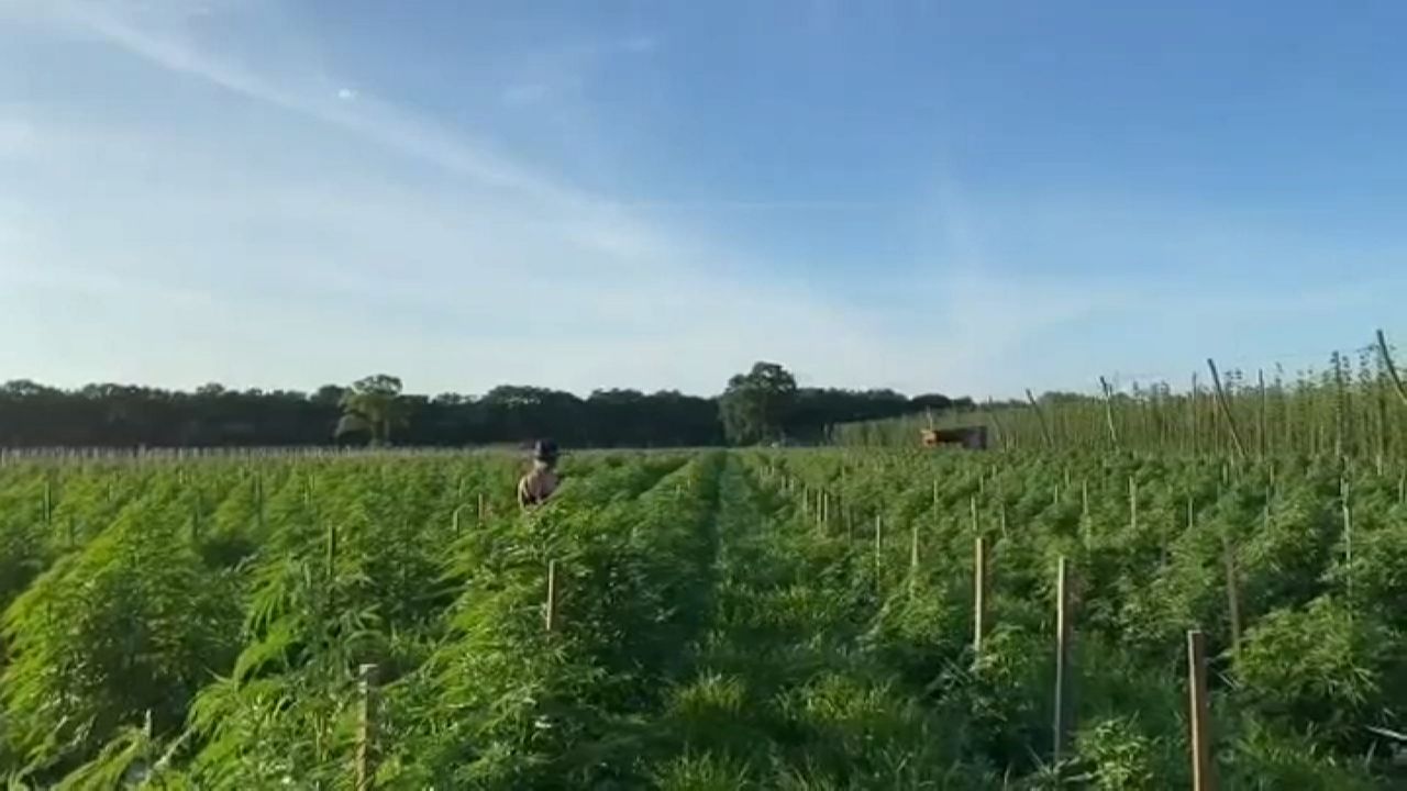 A pot farm grows on Long Island
