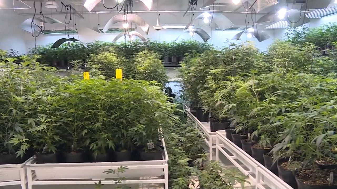 Lawmakers have filed bills to legalize marijuana for recreational and medical use in Kentucky