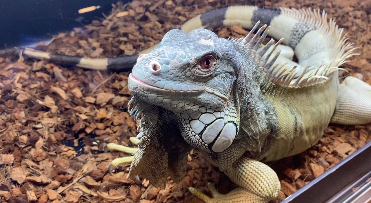 Repticon is Slithering Its Way Across North Carolina