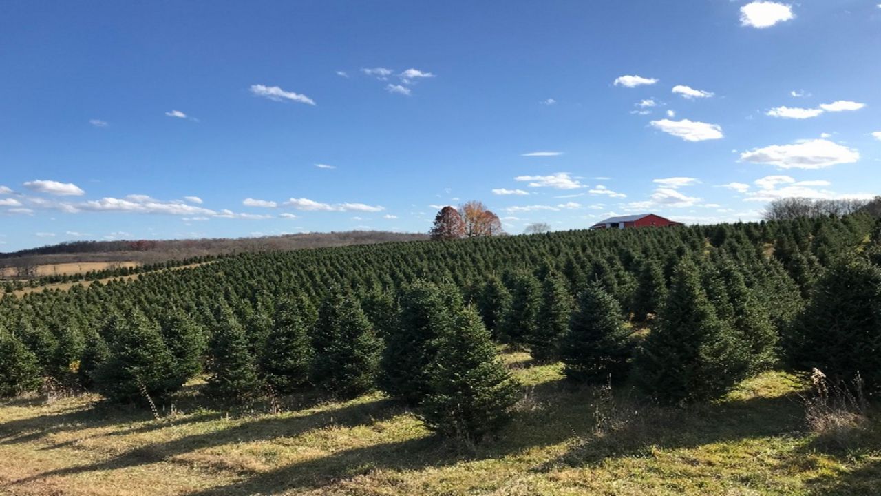 Christmas Tree Forecast