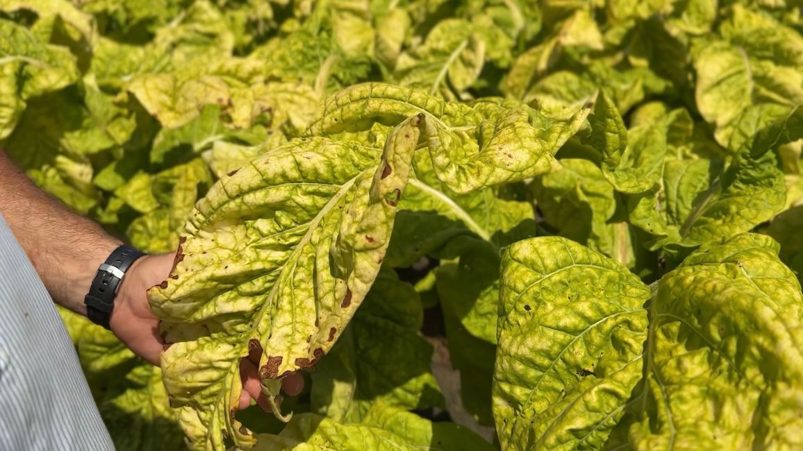 Final pass of tobacco harvest