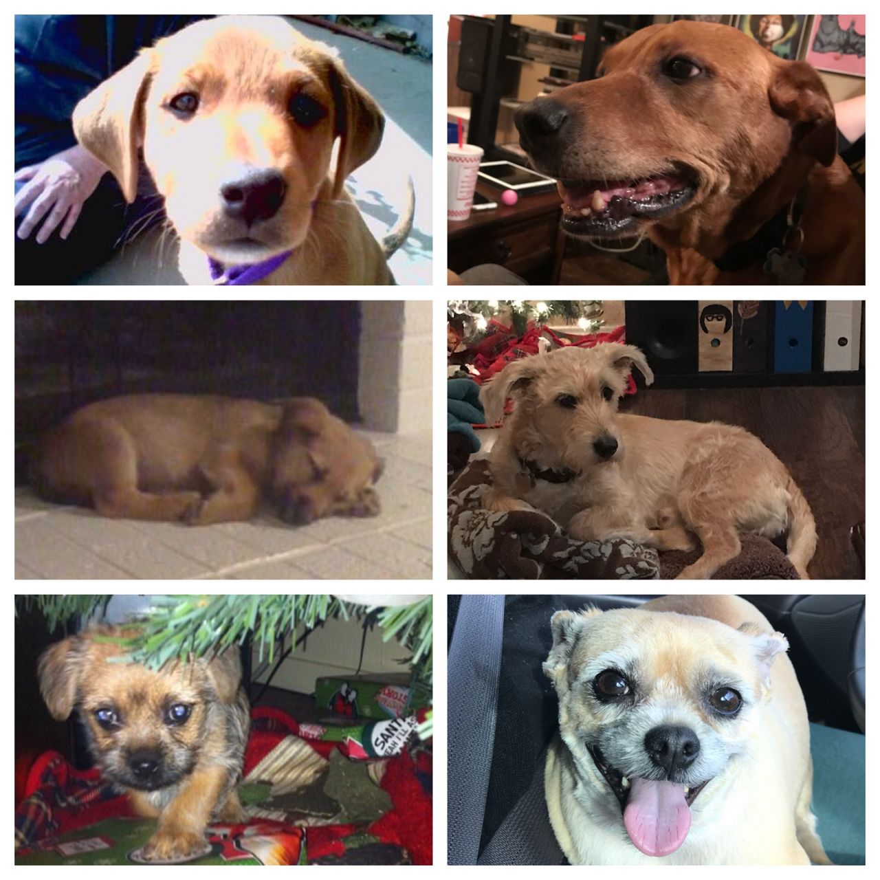 Spectrum News executive producer Alan Waltrip compiled this collage of his dogs as puppies on the left and as adults on the right. 