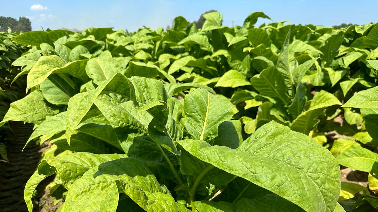 cash crops tobacco