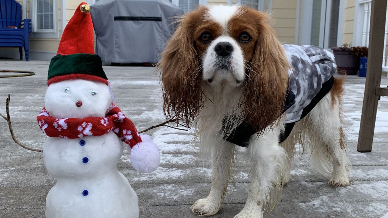 "King Louie & his snowman" in Rocky Point, N.C. (Photo: Tammy Burger)