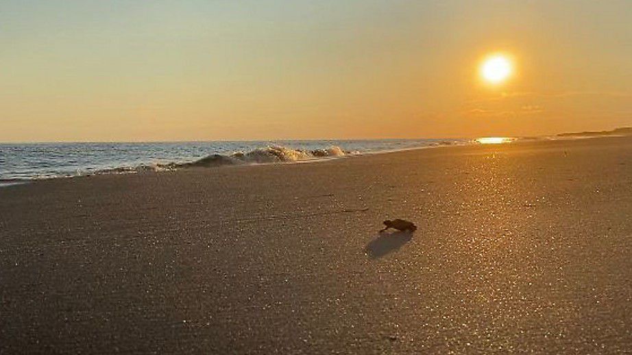 Sea turtle nest excavations are underway at the Cape Hatteras National Seashore.