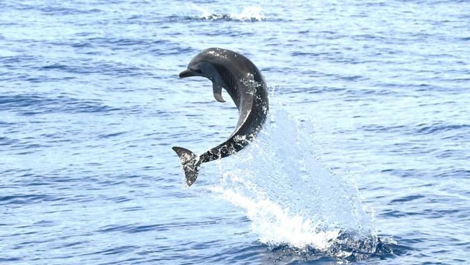A dolphin jumps in the air. (Photo courtesy of Marine Mammal Research Program/Claire Lacey)